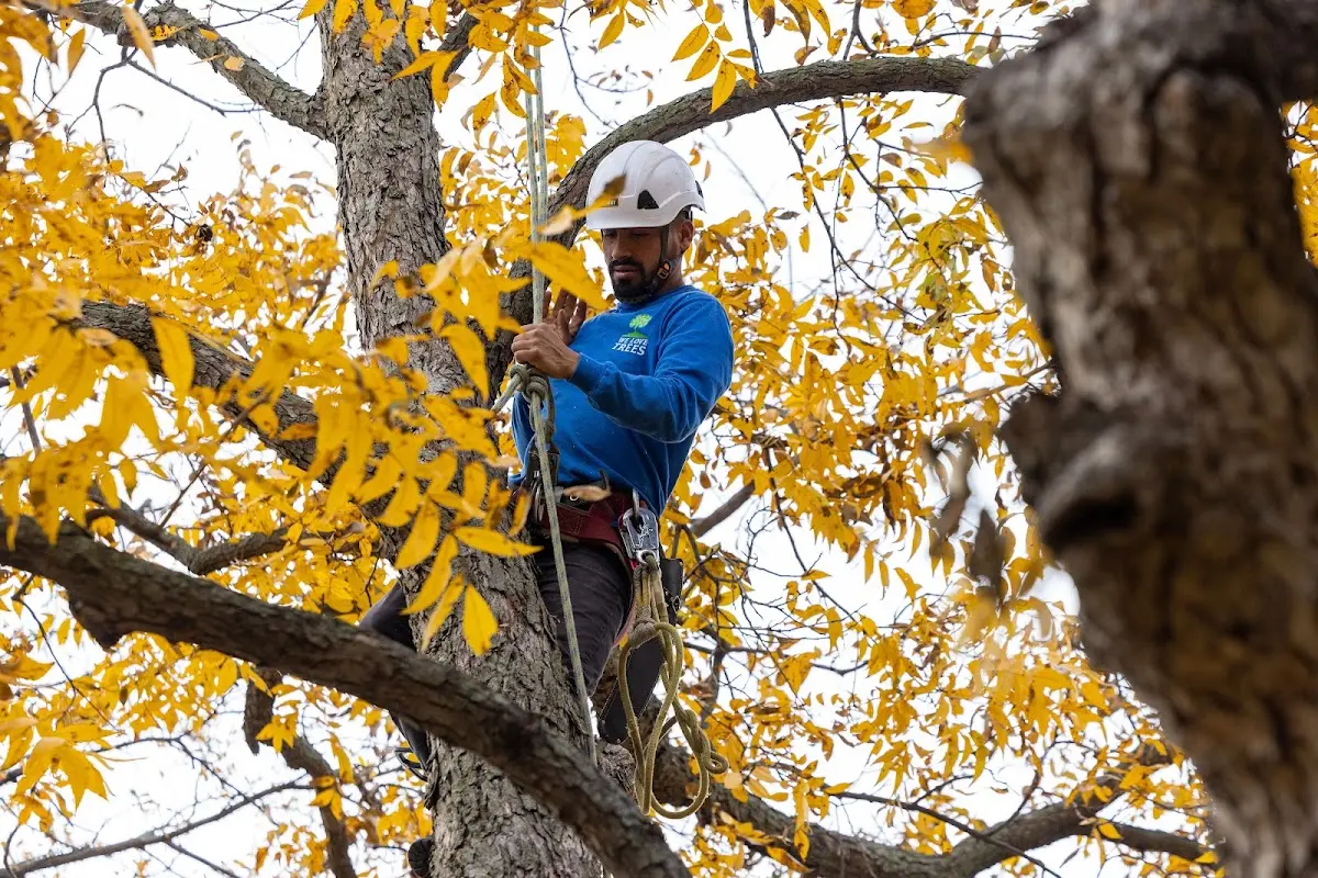 Skilled Tree Trimming crew working in Oneida
